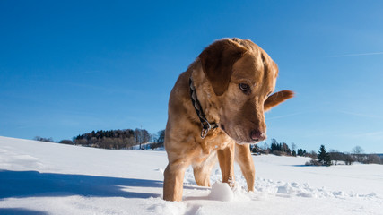 Hund im Schnee bei Sonnenschein w&auml;hrend der Hundeerziehung / Spiel