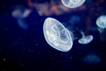 JellyFish