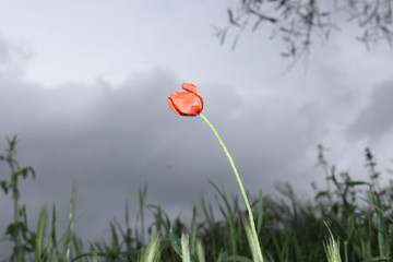 poppy flower