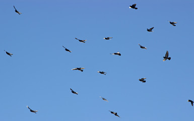 Flock of birds swarming on blue sky.