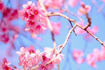 Selective focus Branch of Himalayan Cherry Blossom , also call sakura pink color with blue sky background in winter at highlands of Phetchabun District, Thailand.
