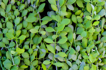 green leaves background