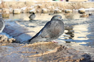 У реки зимой на парапете сидит серый голубь.