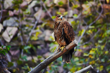 Hawk beautiful brown