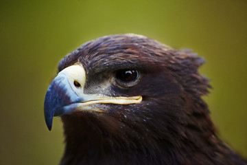 Hawk head close up portrait
