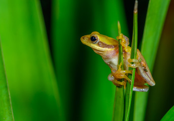 Doria s Asian Treefrog or Doria Tree Frog, beautiful yellow frog on leaves in 