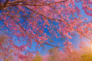Selective focus Branch of Himalayan Cherry Blossom , also call sakura pink color with blue sky background in winter at highlands of Phetchabun District, Thailand.