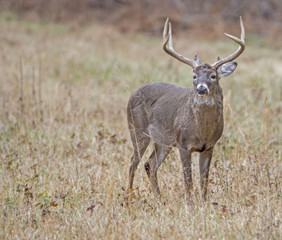 Naklejka na ściany i meble White Tailed Deer Buck standing in field of grass.