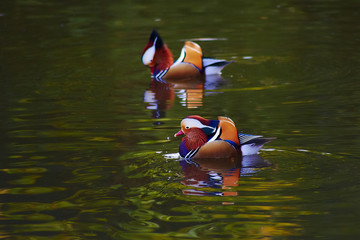 Very colorful bird - mandarin ducks closeup