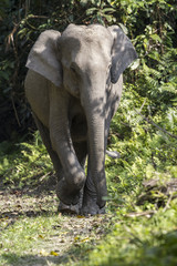 Wild Elephant