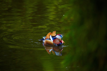 Very colorful bird - mandarin ducks closeup