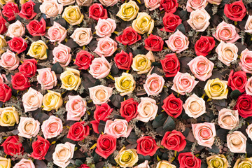 Colorful wallpaper roses