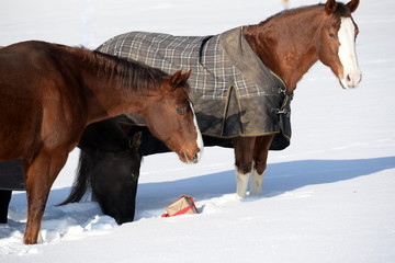 ein Geschenk für die Pferde, 3 pferde auf der verschneiten Weide betrachten misstrauisch ein...