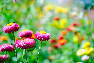 Obraz premium straw flower or everlasting or paper daisy flower in garden with Natural blur background