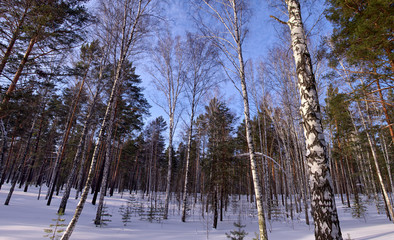 Winter. Forest. Birch