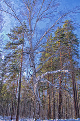 Winter. Forest. Birch