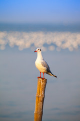 A seagull fly and  stand with colorful of sunset sky background 