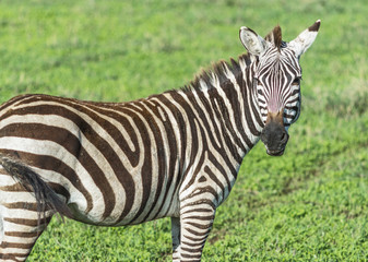 Fototapeta na wymiar Zebras in the Crater Ngorongoro National Park - Tanzania, East Africa