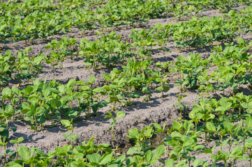 soybeans field