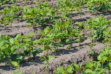 soybeans field