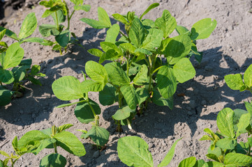soybeans field