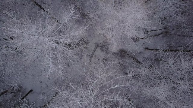 4k footage, flying close over snow covered beech trees in forest on winter day
