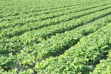 Fototapeta na wymiar soybeans field