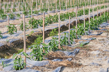 Green young peppers growing in a field with irrigation system