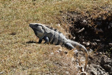 Mexican Spiny tailed iguana Ctenosaura pectinata © pauws99