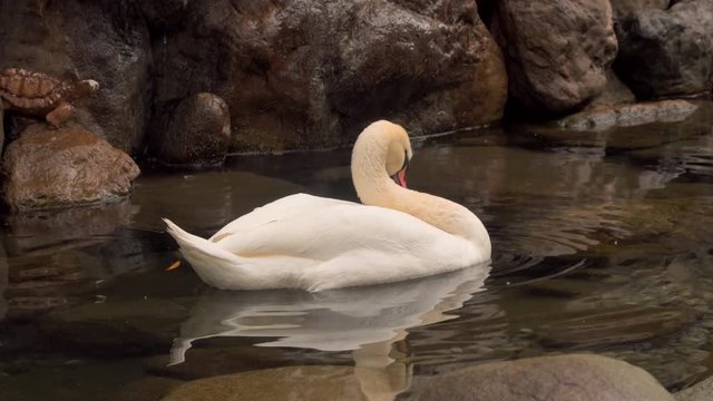 Swan swimming in a pond.