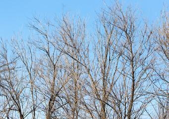 leafless tree branches against the blue sky