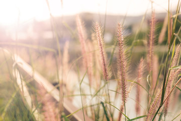 Fototapeta premium Abstract : Blur, Dried grass in the morning, soft focus, warm fall color.