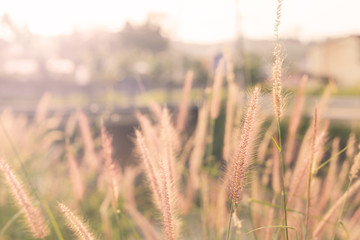 Fototapeta premium Abstract : Blur, Dried grass in the morning, soft focus, warm fall color.