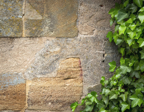 Stone wall with  ivy