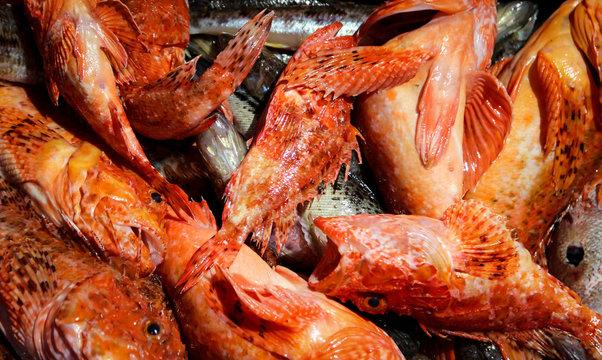 Roter Drachenkopf, Neomerinthe hemingwayi, Fisch, Natur