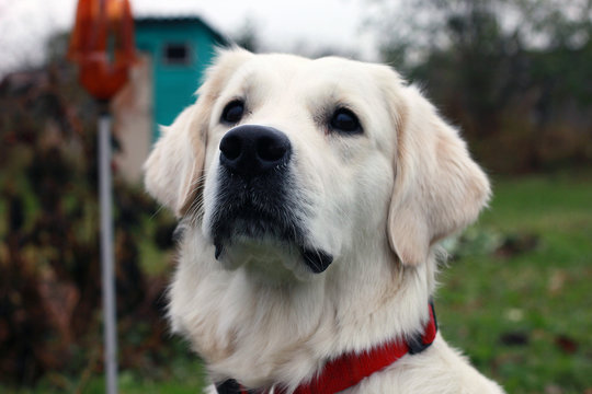 white dog Golden Retriever with a black nose and black eyes and