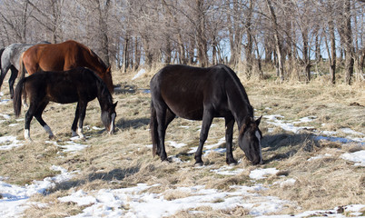 a horse in a pasture in winter