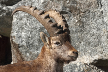 Junger Steinbock im Gebirge.