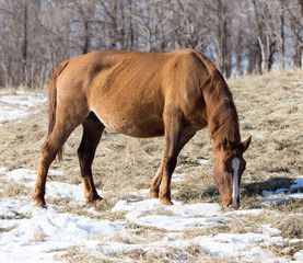 a horse in a pasture in winter