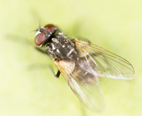 fly on a green leaf. macro