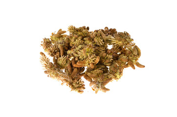 Pine flowers on a white background