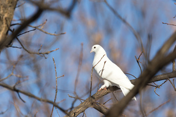white dove on the tree in nature