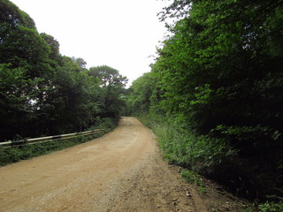 dirt road through the trees