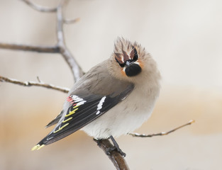 funny plump bird the Waxwing sits hunched on a branch in the rain