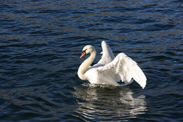 Naklejka premium Cygne prenant son envol