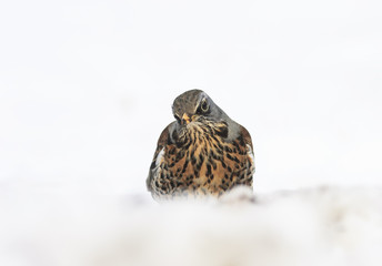 bird thrush funny looks out of the snowdrift in the Park in the winter