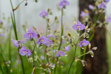Wild flowers, water droplets, hydration