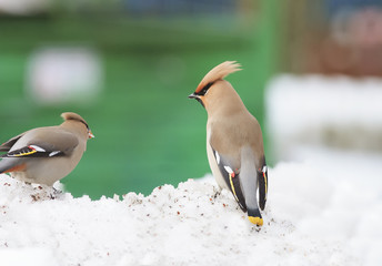 beautiful winter birds waxwings are in the snowdrift
