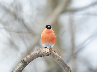 bullfinch bird with red breast sitting in the woods on a branch