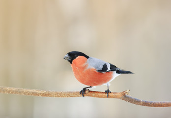bullfinch bird with red breast sitting in the woods on a branch